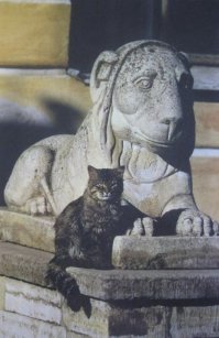 Котам Ленинграда