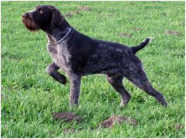 Не удержался:

*-Вижу слово Украина, пофиг на смысл, всегда делаю *боевуюстойку**  
гаф :)