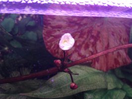 Я просто дропчекер увидел...
Смотрю там два вида эхиков (эхинодорус) растет, прикольная растючка, но слишком большая, меньше чем в тоник не посажу. Да и Тигровая нимфея тож, не маленькая...

фото: цветение Эхинодорус "Рубин", правда цветки не долго живут.