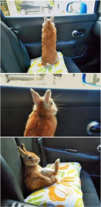 Очередная подборка автоприколов