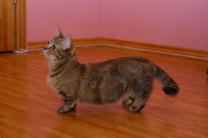 Дагестанский кот