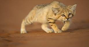 Барханный кот (иногда называют пустынным):