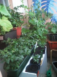 Мой балконный огород