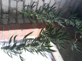 Мой балконный огород