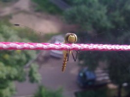 Вы что, шутите? А где 6303? Этот железный неубиваемый конь прожил у меня 7 лет. До сих пор лежит в столе готовый хоть сейчас опять звонить, сёрфить нет и делать охрененные снимки. В ВЕНГРИИ ЗНАЛИ КАК СОБИРАТЬ ТЕЛЕФОНЫ. ЗАВОД RIP.