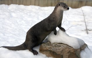 С ондатрой еще можно спутать, но не выдра это 100%. У выдры вытянутое тело, шея довольно длинная, приплюснутая морда. Это же даже близко не похоже.