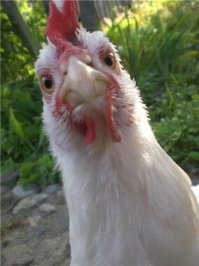 Эта курица разместила вопрос в общедоступной сети. Совсем ума  нет? ссылка: 
natanson89@mail.ru (по моему 26 лет)