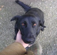 чё скрывать, я уже сам сильно привязался к этой морде)))