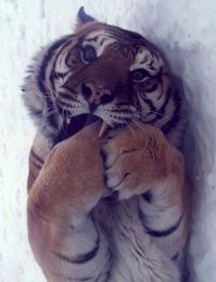 Передозировка няшности :)