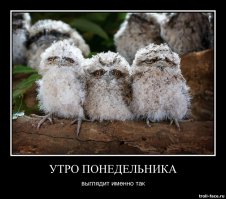 Дымчатый лягушкорот - самая очаровательная птичка в мире