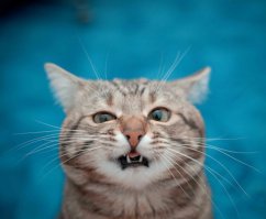 Бросьте все дела, ведь начался сезон толстых белок