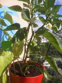 И остренькое )