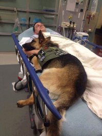 Пес-напарник военнослужащего из спецподразделения "Окец" отказался оставлять раненого хозяина, бросался на медперсонал, дал его лечить только, когда рядом улегся.