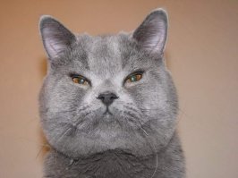 Кот уже адаптировался