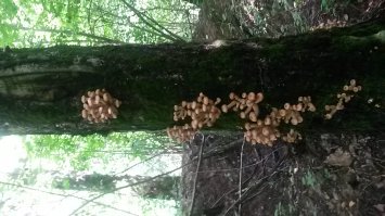 То же в Подмосковье собирал 29 июля чисто случайно в лес зашёл гляну мол не пошли ли опята . А их там полно все позже ждали.