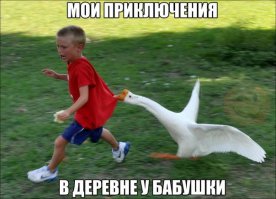 Ненавижу гусей!