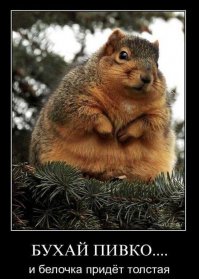 Бросьте все дела, ведь начался сезон толстых белок