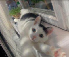 Кото селфи: