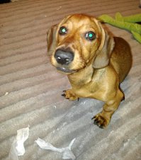 Конечно нет у них чувства вины, да, это вообще машины для убийства. Вот мой цобакен спёр бумагу из под туфлей, я ничего не сказал, просто сфотографировал, посмотрите в эти глаза хищника ))))