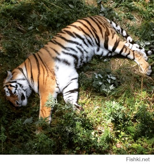 Был осенью в этом сафари парке, очень круто!

а вот этот тигр летом, у него ещё подруга есть, но он пока молодой для создания семьи..