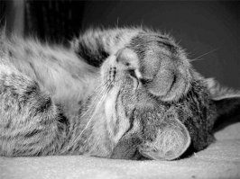 Поза кота идеально подошла для фотошопа с другими фотографиями 