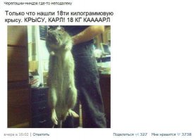 Я конечно не эксперт, мое мое чудовище весит в районе 8 кг. Зимой за 9 переваливает. И она явно больше этой крысы.)Наверняка трусливее, но больше и сильнее.)))