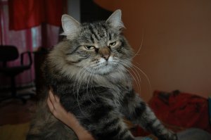 Я конечно не эксперт, мое мое чудовище весит в районе 8 кг. Зимой за 9 переваливает. И она явно больше этой крысы.)Наверняка трусливее, но больше и сильнее.)))