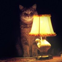 так, стоп, сейчас позову - кис-кис: