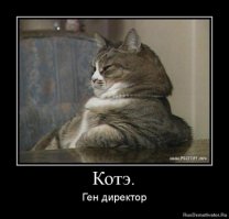 Сумасшедшие коты, которые не слышали о гравитации 