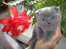 А это мой котик Марсик