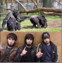 Фото смешных обезьянок