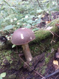 Июльские грибы 2015