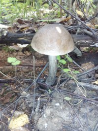 Июльские грибы 2015