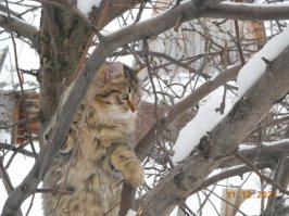 Васька-сова?