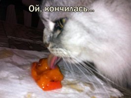 Мой кот очень любит хурму. Только достану, он уже рядом и ждет. Ну как не дать?