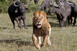 На второй фотке лев такой съяпывает и думает: долбанная эволюция, ну почему у меня нет глаз на ж.опе.