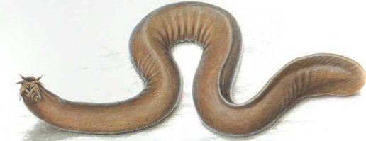 С каких это пор миксина - червь?!
"Микси́новые (лат. Myxinidae) — семейство бесчелюстных из монотипического отряда миксинообразных класса круглоротых (Cyclostomata), или (по другой классификации) миксин (Myxini). Живые ископаемые, считающиеся базальными для всего подтипа позвоночных."