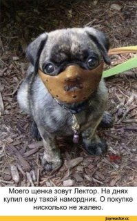 С чувством юмора у хозяев этих собак что-то не так! 