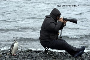 33 причины, почему фотограф дикой природы - лучшая профессия в мире