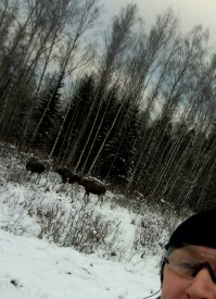 Задолбался ругаться с бабками в московском парке Лосиный остров. Эти добраходки прикормили стаю бродячих собак. И объясняешь непонимат и обижаются. Намедни одна даже обозвала "импотентом" и убежала!!! А эта дикая свора всех лосей распугала в округе.