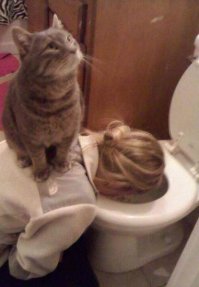 20 котов, которые умеют правильно расслабляться