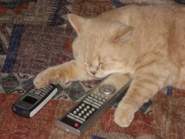 20 котов, которые умеют правильно расслабляться