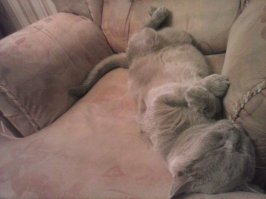 20 котов, которые умеют правильно расслабляться