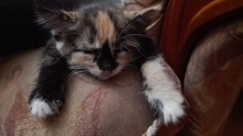 20 котов, которые умеют правильно расслабляться