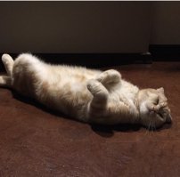 Это когда гости ушли, он вышел из укрытия и расслабился...