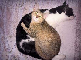 20 котов, которые умеют правильно расслабляться