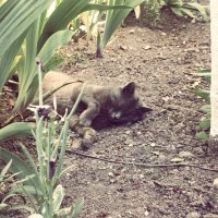 20 котов, которые умеют правильно расслабляться