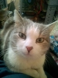 Племянник притащил. Недели 2 было ему от силы, под машиной покойного отца сидел, от дождя прятался. Третий год уже с нами.