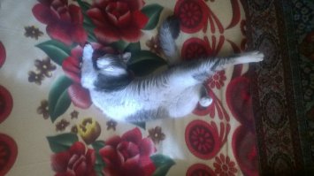 Племянник притащил. Недели 2 было ему от силы, под машиной покойного отца сидел, от дождя прятался. Третий год уже с нами.