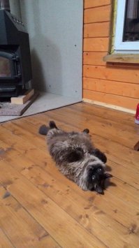 из личного 
любит поваляться у печки